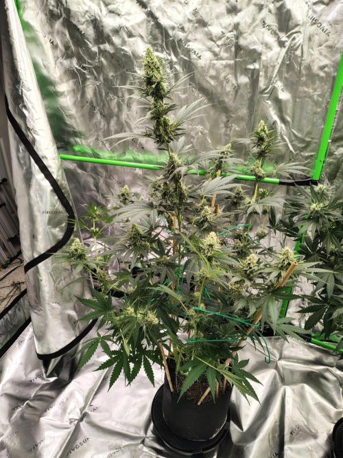 Fruity Pebbles OG. Week 10
