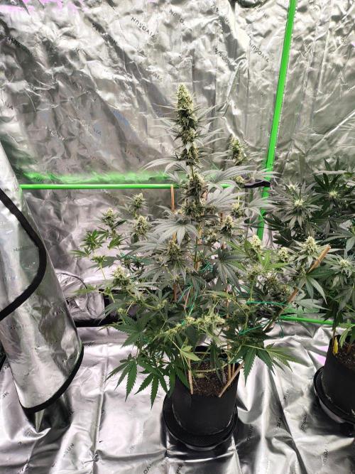 Fruity Pebbles OG. Week 10