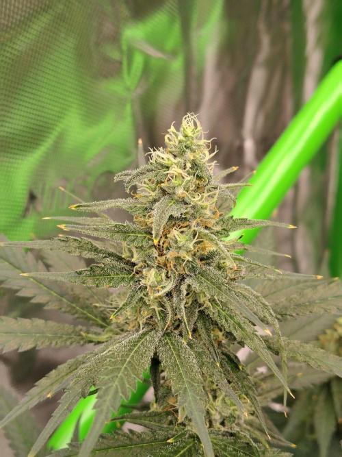 Fruity Pebbles OG. Week 10