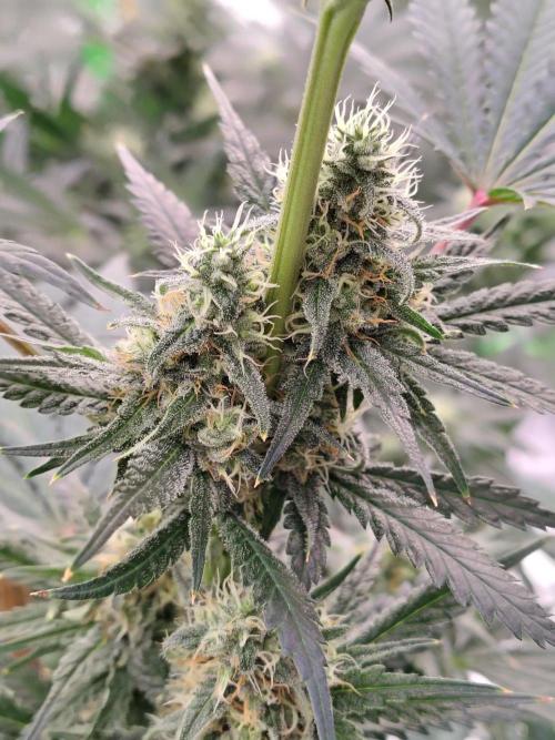 Fruity Pebbles OG. Week 10