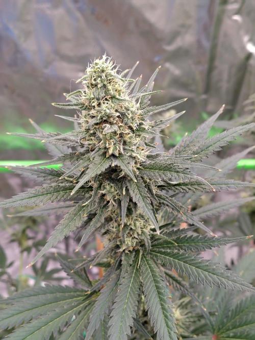 Fruity Pebbles OG. Week 10