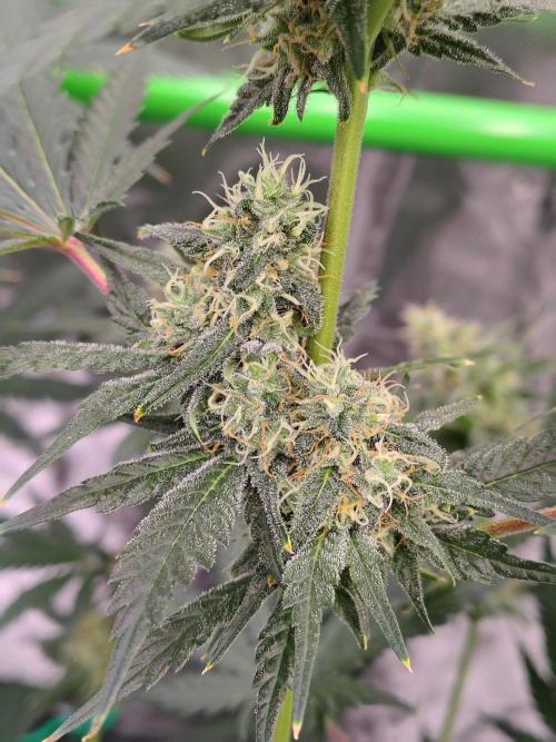 Fruity Pebbles OG. Week 10