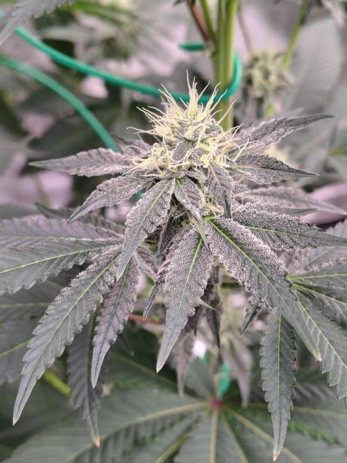 Zoap Rose. Week 10