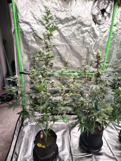 Zoap Rose. Week 10