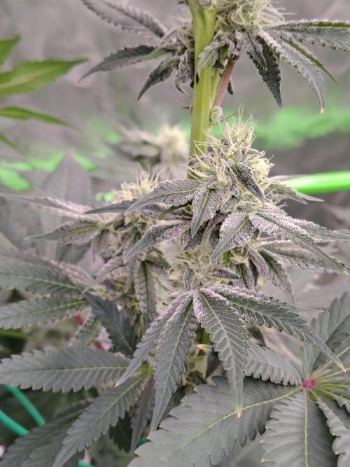 Zoap Rose. Week 10