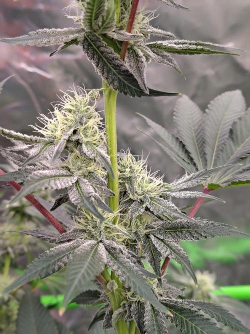 Zoap Rose. Week 10