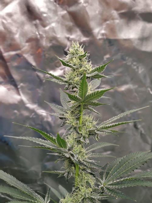 Zoap Rose. Week 10
