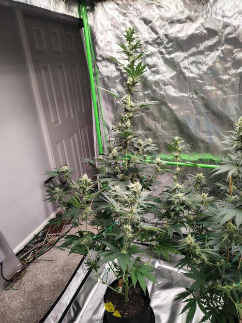 Zoap Rose. Week 10