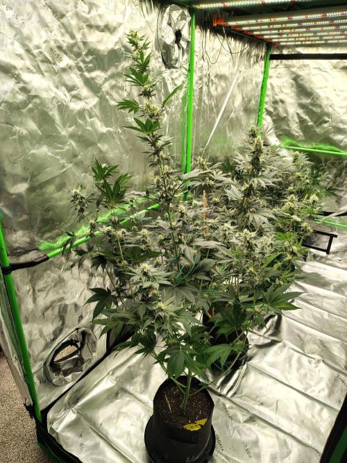 Zoap Rose. Week 10
