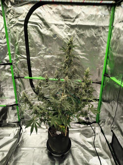 Son of a Mich. Week 9