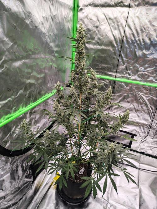 Son of a Mich. Week 9