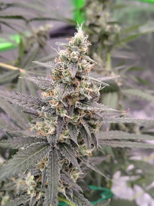 Son of a Mich. Week 9