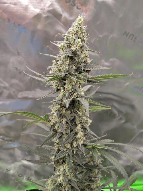 Son of a Mich. Week 9