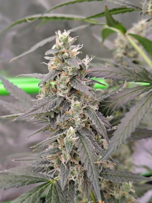 Son of a Mich. Week 9