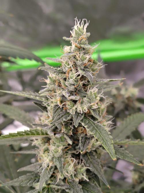 Son of a Mich. Week 9