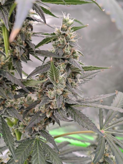 Son of a Mich. Week 9