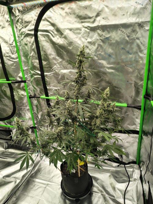 Son of a Mich. Week 9