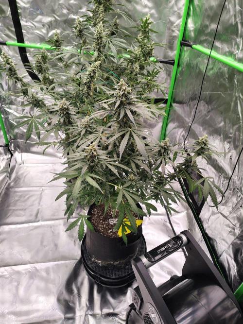Son of a Mich. Week 9