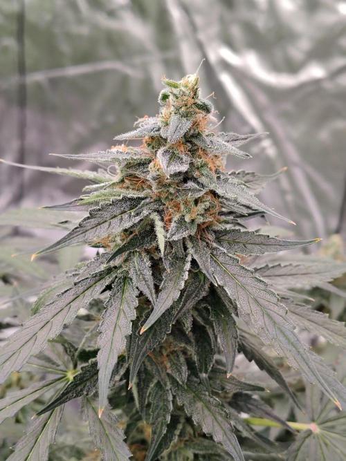 Son of a Mich. Week 9