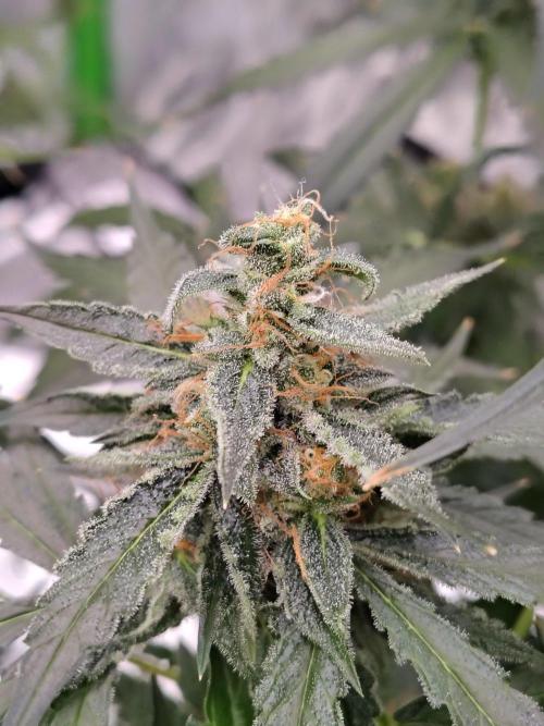 Son of a Mich. Week 9