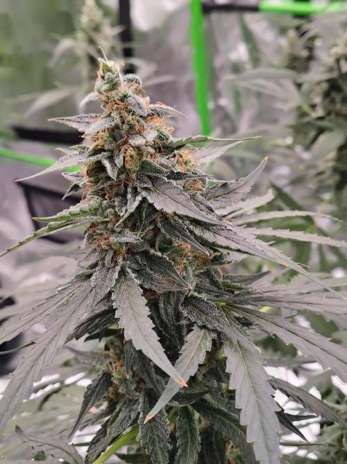 Son of a Mich. Week 9