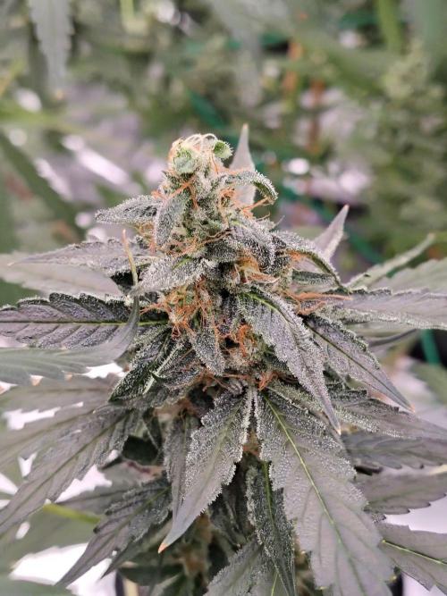 Son of a Mich. Week 9