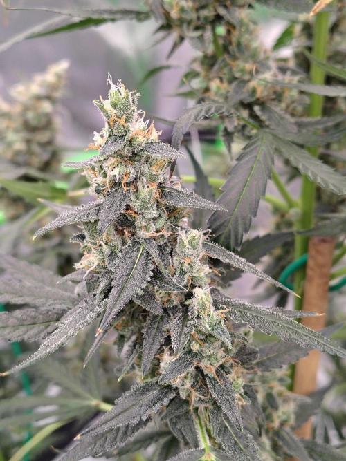 Son of a Mich. Week 9