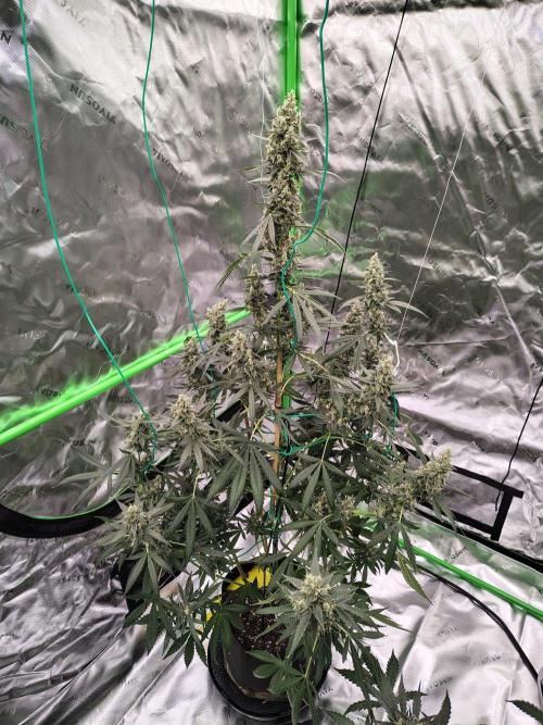 Son of a Mich. Week 9