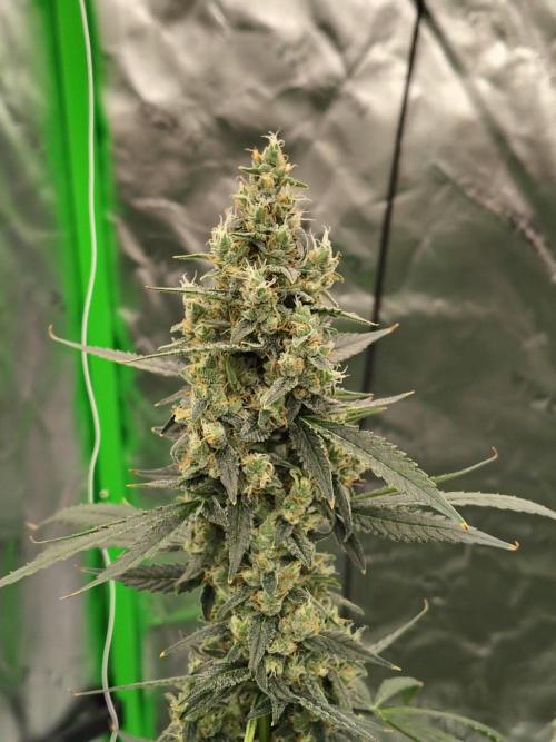 Son of a Mich. Week 9