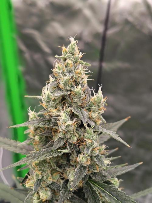 Son of a Mich. Week 9