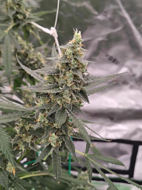 Son of a Mich. Week 9