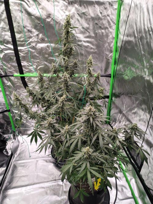 Son of a Mich. Week 9