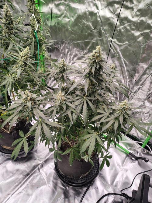 Son of a Mich. Week 9