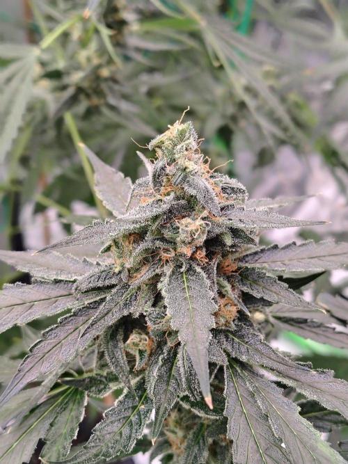 Son of a Mich. Week 9
