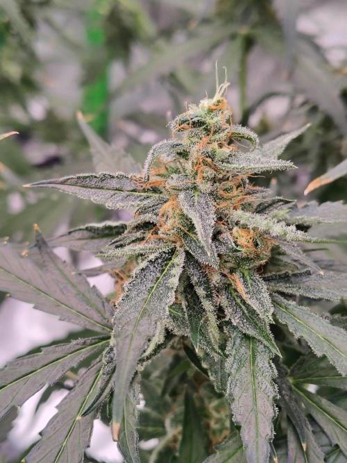 Son of a Mich. Week 9