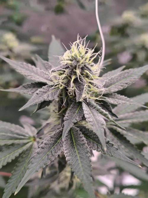 Zoap Rose. Week 11