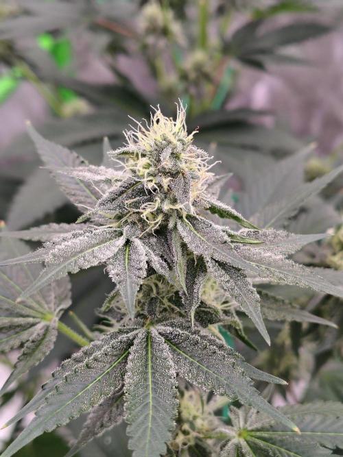 Zoap Rose. Week 11