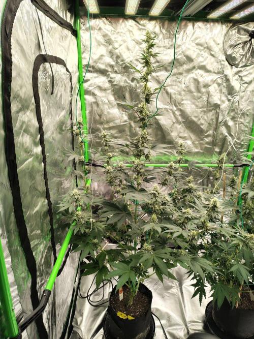 Zoap Rose. Week 11