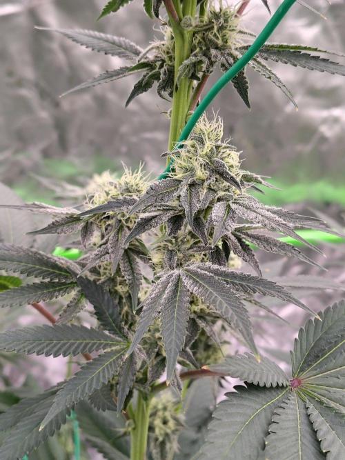 Zoap Rose. Week 11
