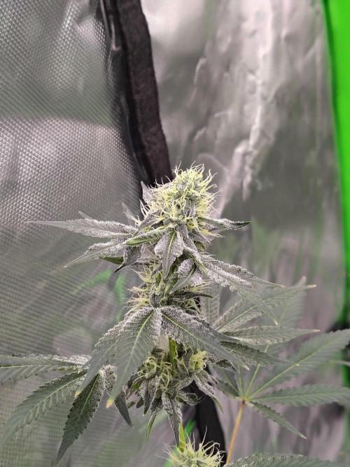 Zoap Rose. Week 11