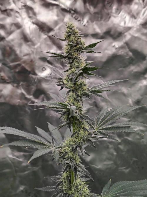 Zoap Rose. Week 11