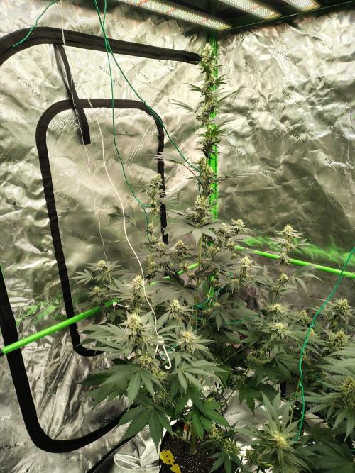 Zoap Rose. Week 11