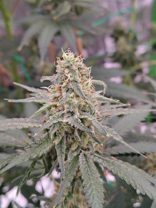 Fruity Pebbles OG. Week 11