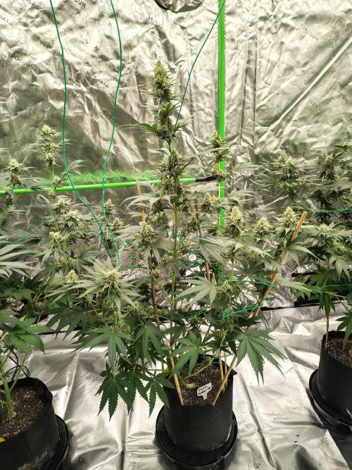 Fruity Pebbles OG. Week 11