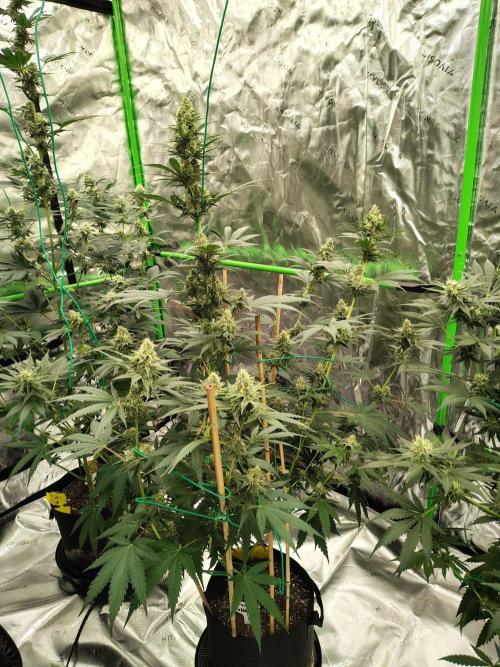 Fruity Pebbles OG. Week 11