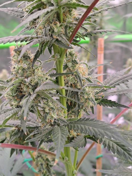 Fruity Pebbles OG. Week 11