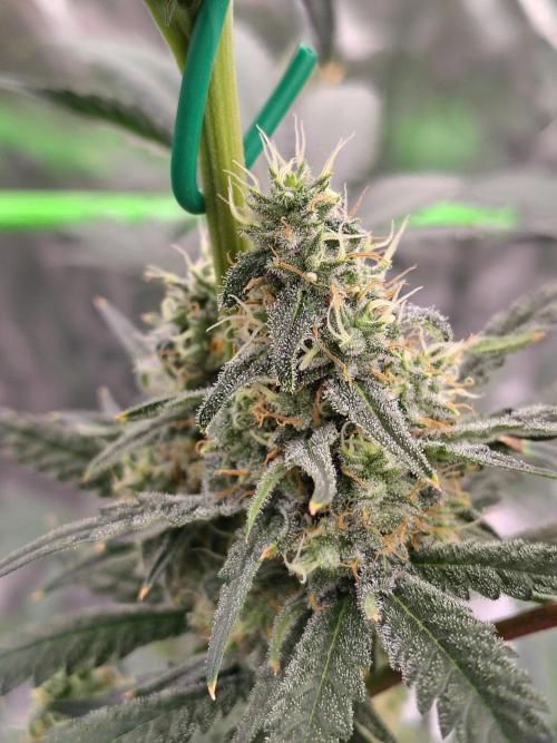 Fruity Pebbles OG. Week 11