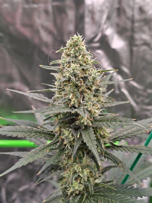 Fruity Pebbles OG. Week 11