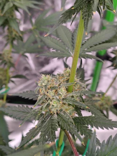 Fruity Pebbles OG. Week 11