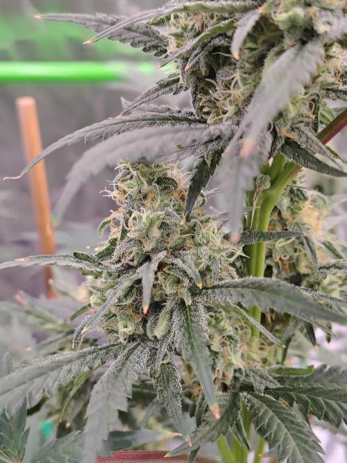 Fruity Pebbles OG. Week 11